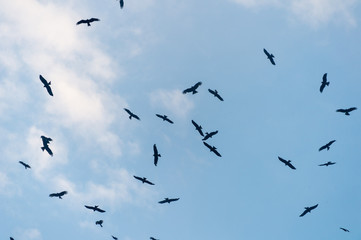 a lot of bird kite in the sky over the fields