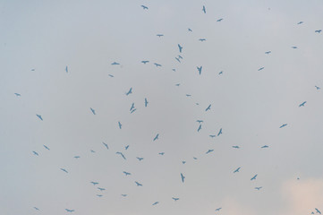 a lot of bird kite in the sky over the fields