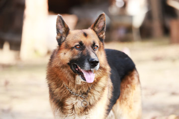 German shepherd dog canine portrait close up