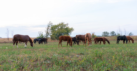 herd of horses on pasture