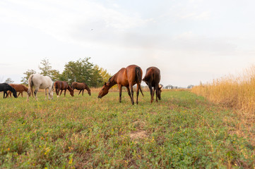 Fototapeta na wymiar herd of horses on pasture