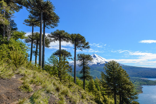 Fototapeta Araucaria forest and Llaima volcano in Conguillio National Park, Chile