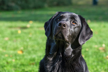 Portrait of a black Labrador Retriever male adult with a very attentive look.