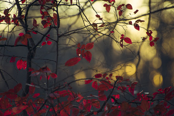 Dark red leaves of a black gum tree in a forest backlit by the setting winter sun. 