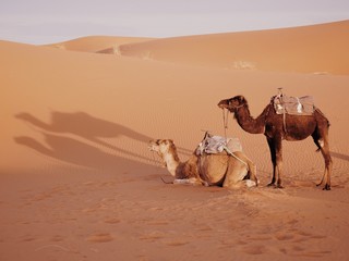 Fototapeta premium Camels on Sahara Desert Erg Chebbi Morocco