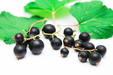 black currant with leaves isolated on white background