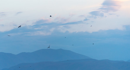 Fototapeta premium a lot of bird kite in the sky over the fields