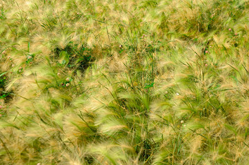 green grass background