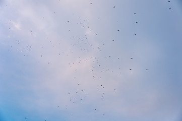 a lot of bird kite in the sky over the fields