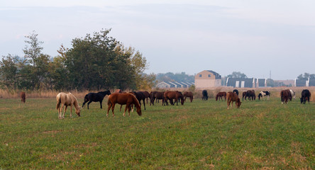 herd of horses on pasture