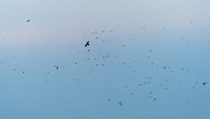 a lot of bird kite in the sky over the fields