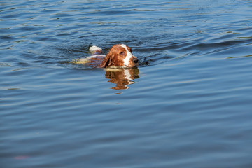 Welsh Springer Spaniel swims in a pond