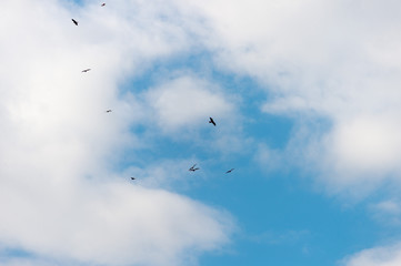 blue sky background with tiny clouds. panorama