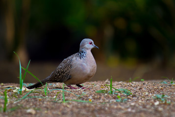 Dove