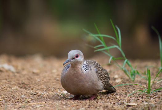 Dove