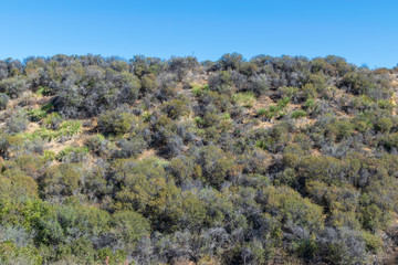 Fototapeta na wymiar Yucca begin to grow on Southern California hillside