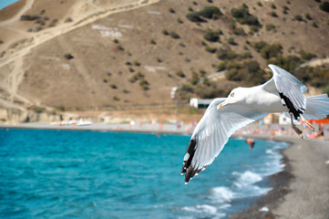 seagulls in flight