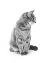 Portrait of a grey european short-hair cat