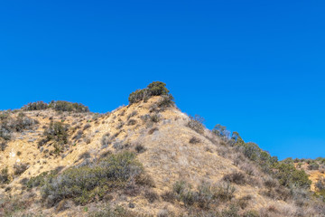 Fototapeta na wymiar Large bush on top of hillside in dry forest