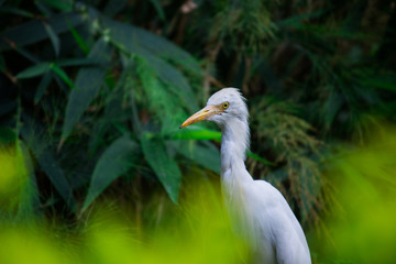 Cattle Egret