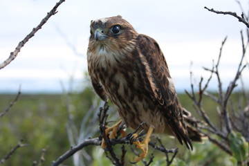 bird of prey