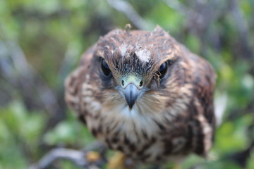 portrait of an owl