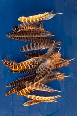 pheasant feathers on a green background