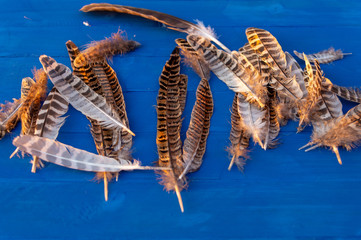 pheasant feathers on a green background