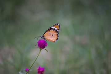 Fototapeta na wymiar The plain tiger butterfly