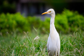 Cattle egret in its natural habitat