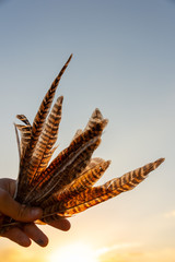 pheasant feathers on the sunset background