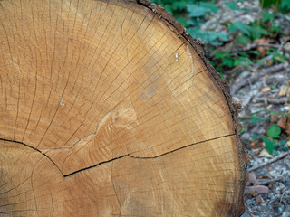 Cross section of lumber