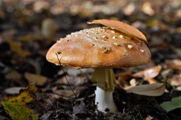 гриб в лесу