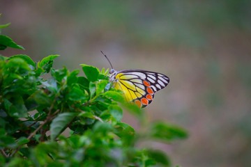 Beautiful Indian Jezebel Butterfly sitting on the flower plant in its natural habitat with a nice soft bluryy green background