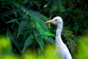 Cattle Egret in its natural habitat in a soft blurry background.