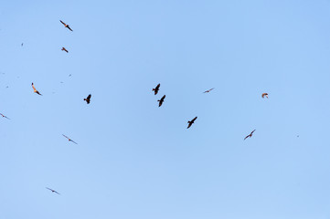 a lot of bird kite in the sky over the fields