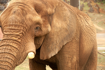 Obraz premium elefante