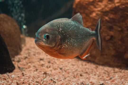 Fish piranya