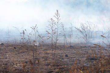fire in the field - dry grass