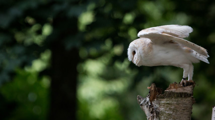 Barn Owl 2