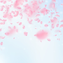 Sakura petals falling down. Romantic pink flowers 