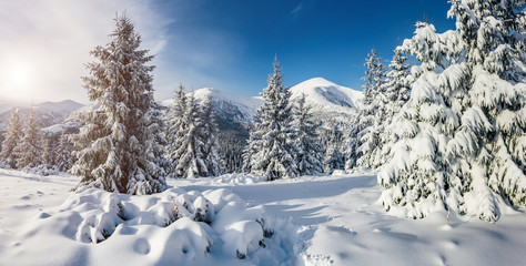 Majestic white spruces glowing by sunlight.