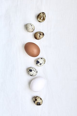 Obraz na płótnie Canvas quail eggs on white background
