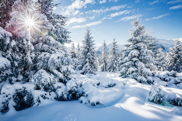 Majestic white spruces glowing by sunlight.