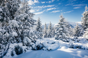 Majestic white spruces glowing by sunlight.