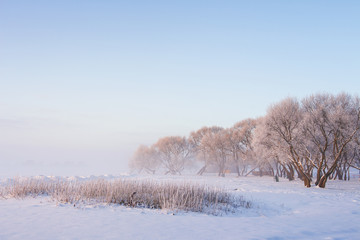 Winter landscape