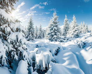 Majestic white spruces glowing by sunlight.