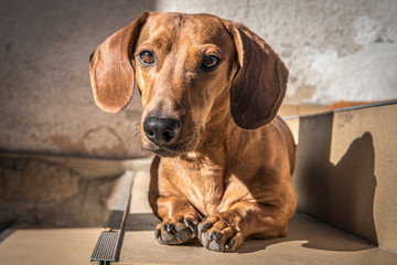 Portrait of brown dachshund dog
