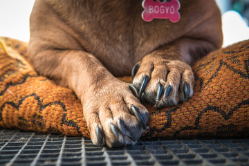 Macro photo of dog paw 