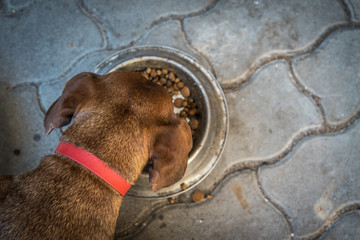 Hungry Dachshund Enjoying a Meal
